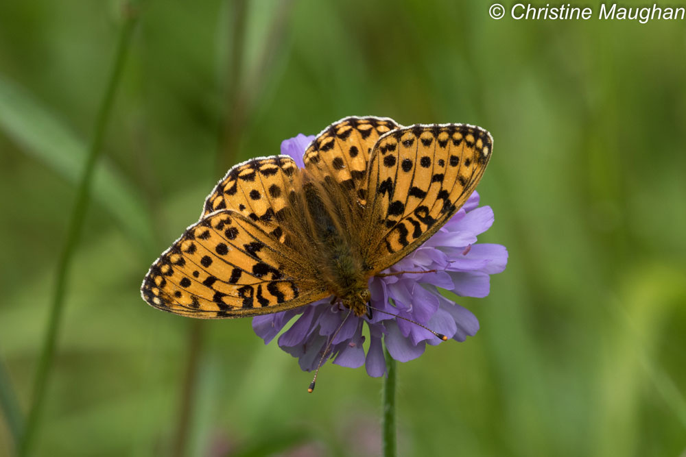 dark-green fritillary