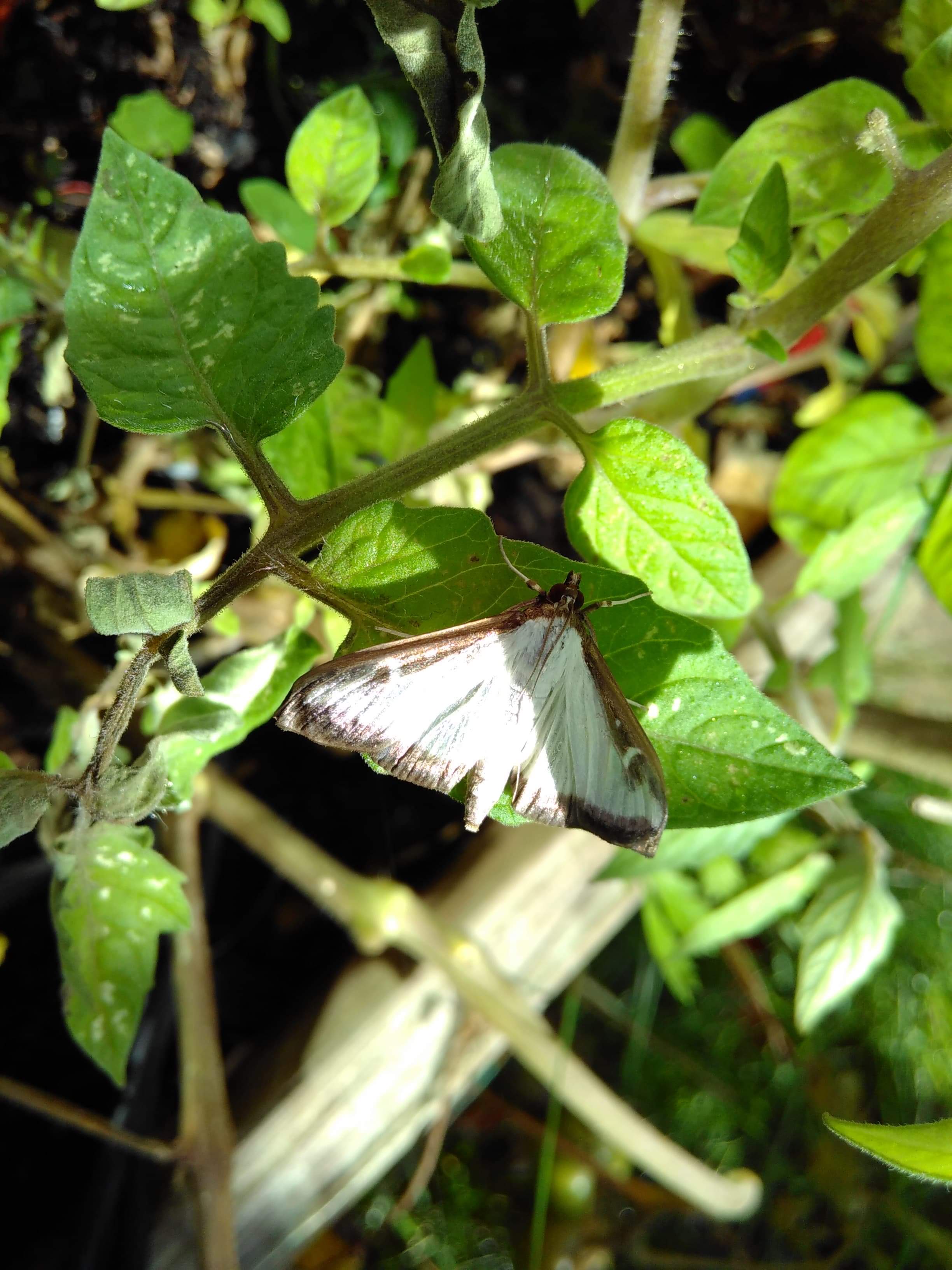 Image of Box-tree moth