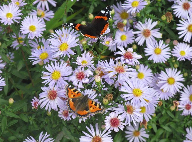 Image of butterflies on Michaelmas Daisy