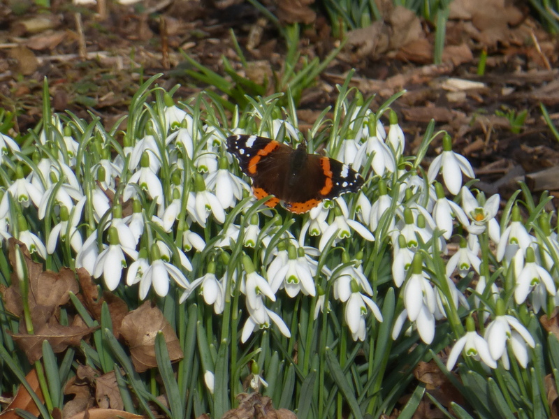 Red Admiral 11th Feb 2019