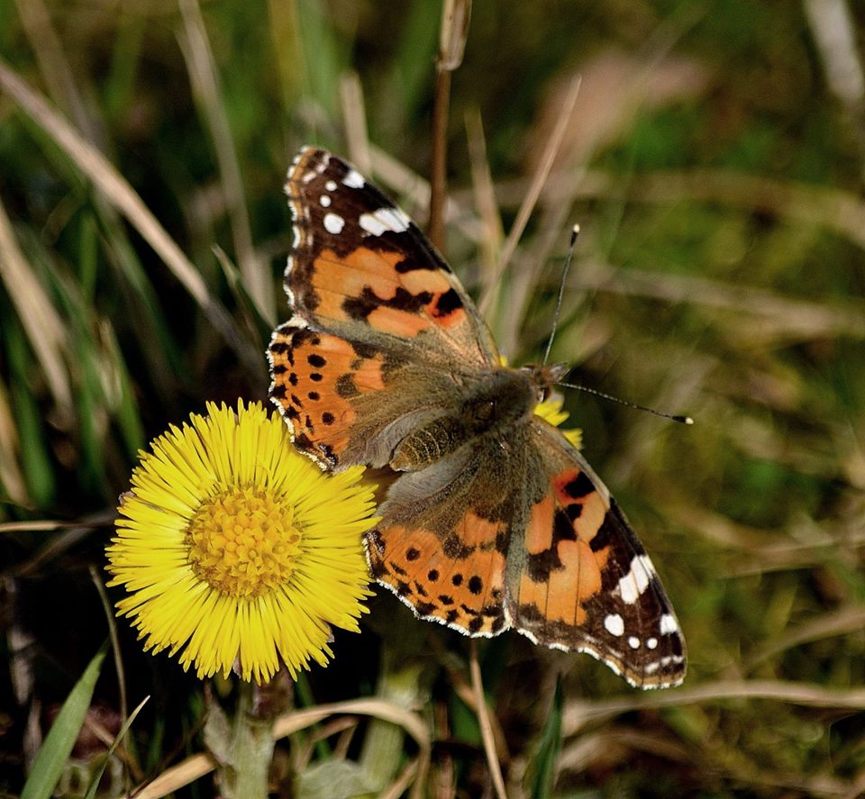 Painted Lady