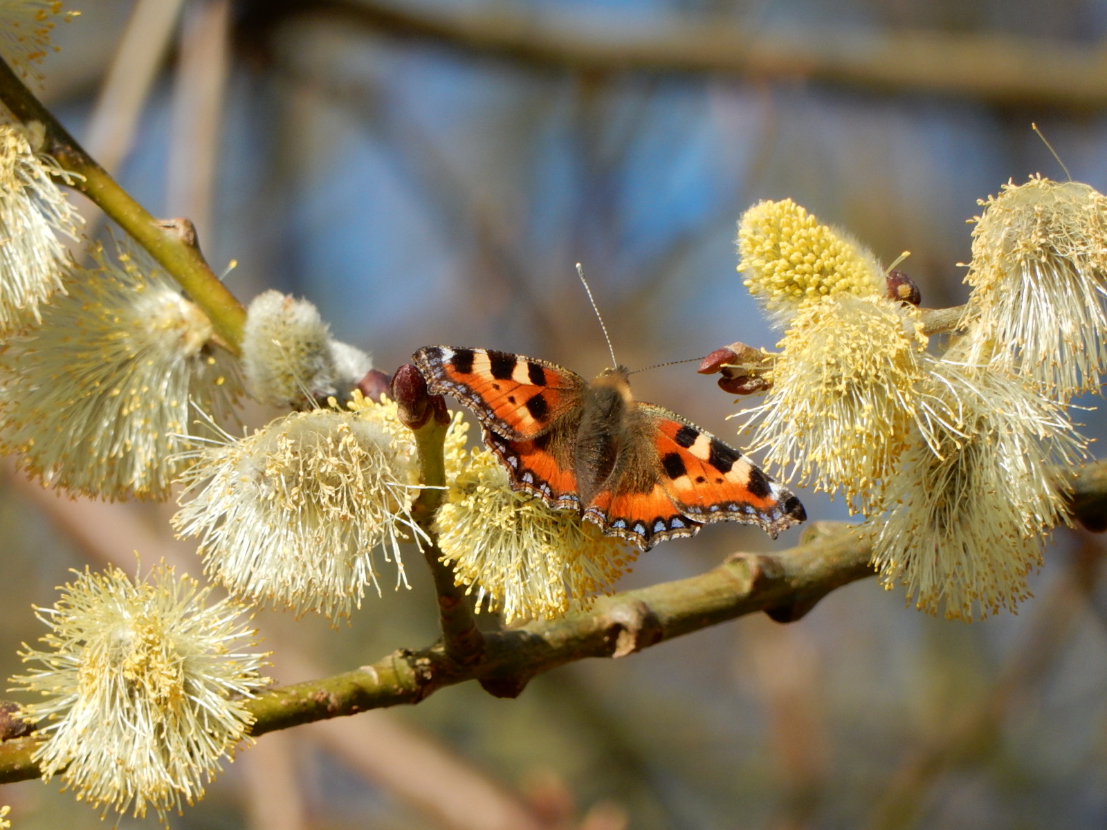 Small Tortoiseshell