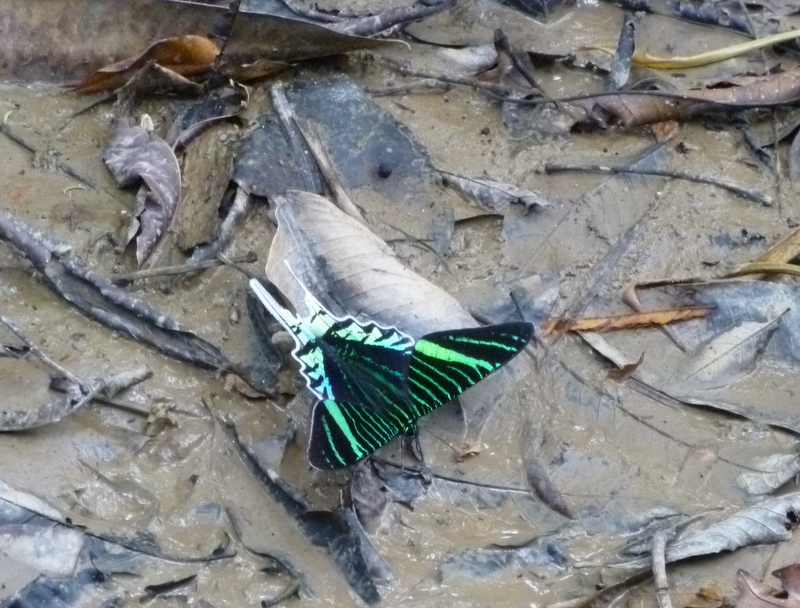 Unidentified butterfly