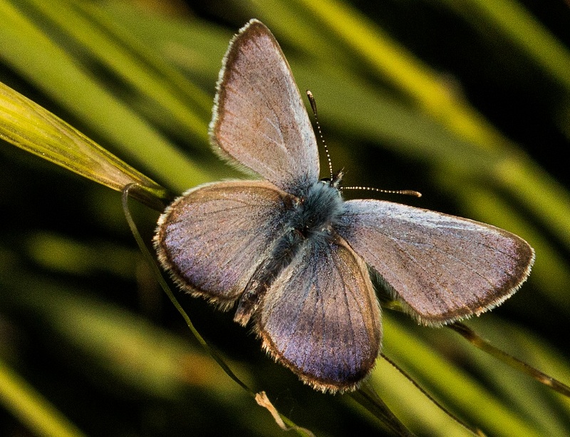 Image of Tuscany buterfly