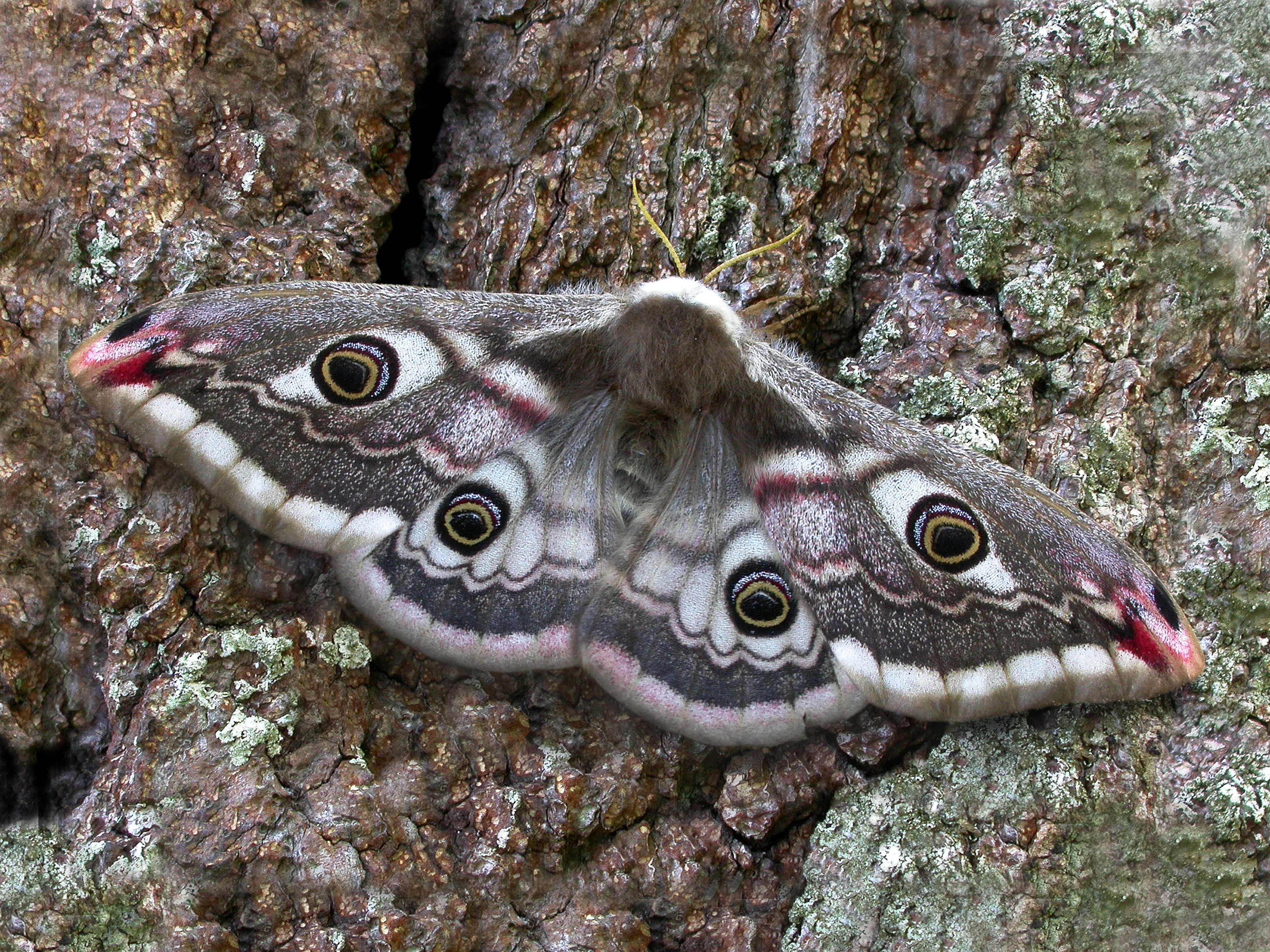 Image of Emperor moth