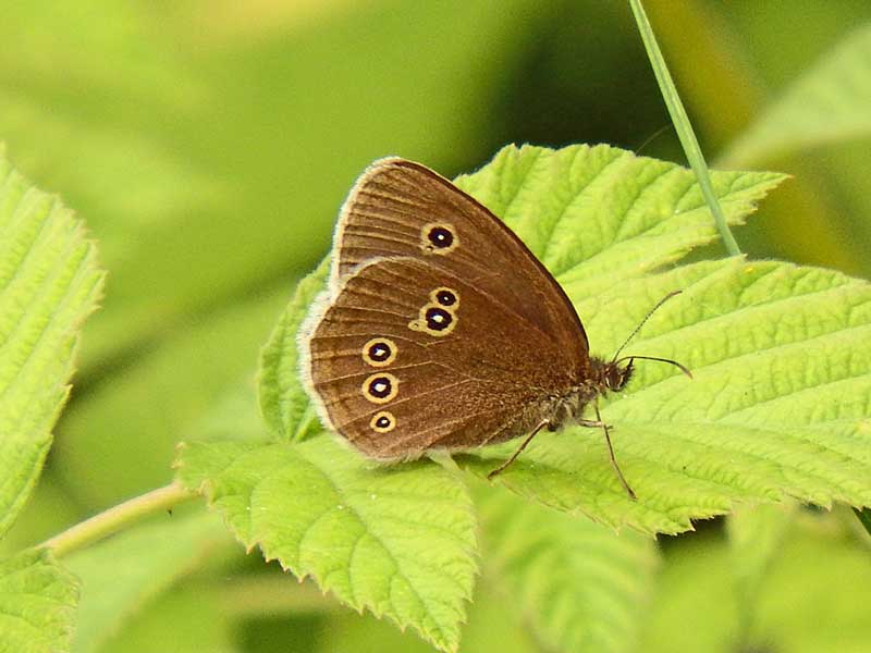 Ringlet