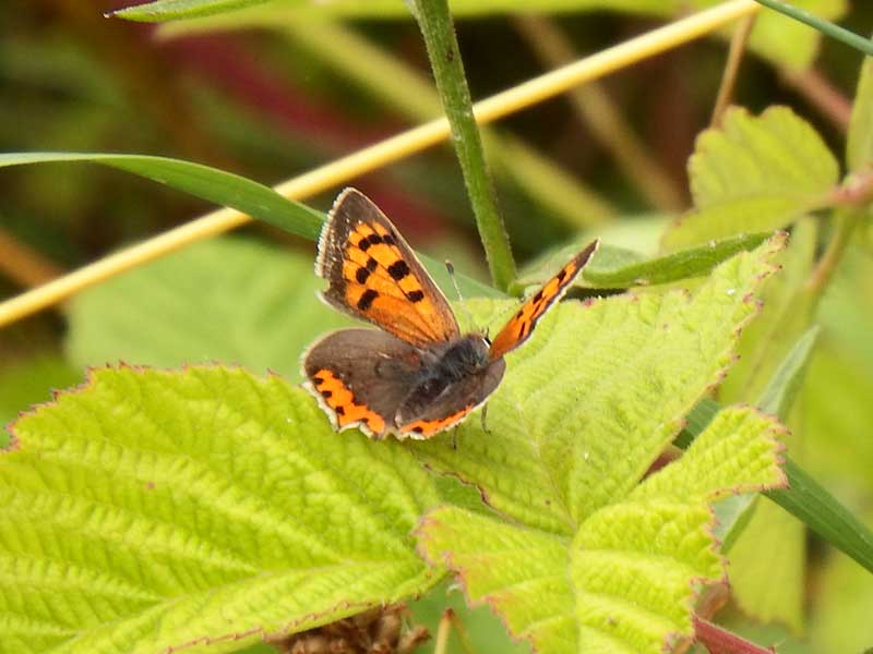 Small Copper