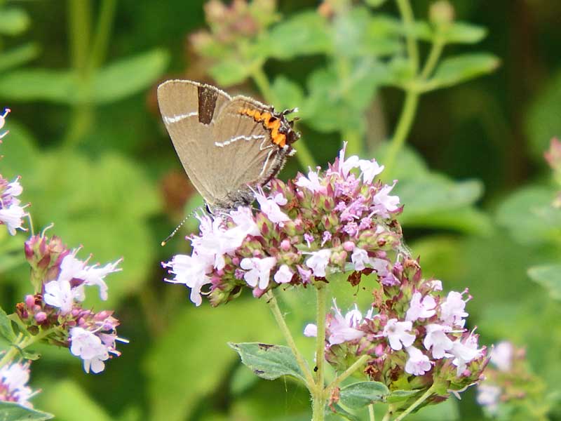 White-letter Hairstreak