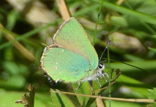 Green Hairstreak