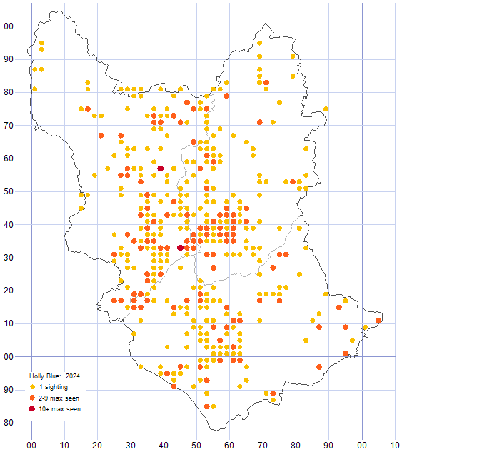Holly Blue distribution map 2024