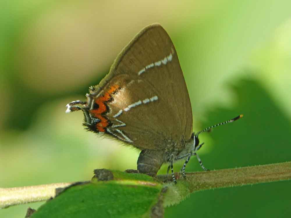 Image of White-letter Hairstreak