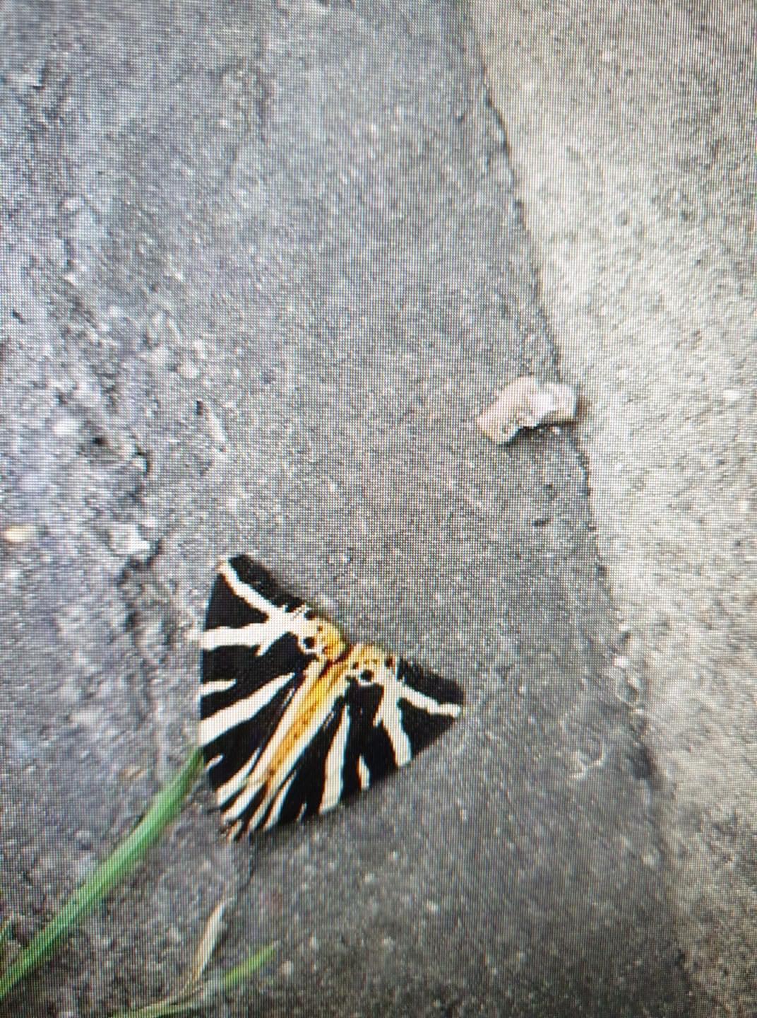 Image of Jersey Tiger