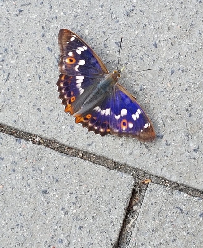 Lesser Purple Emperor