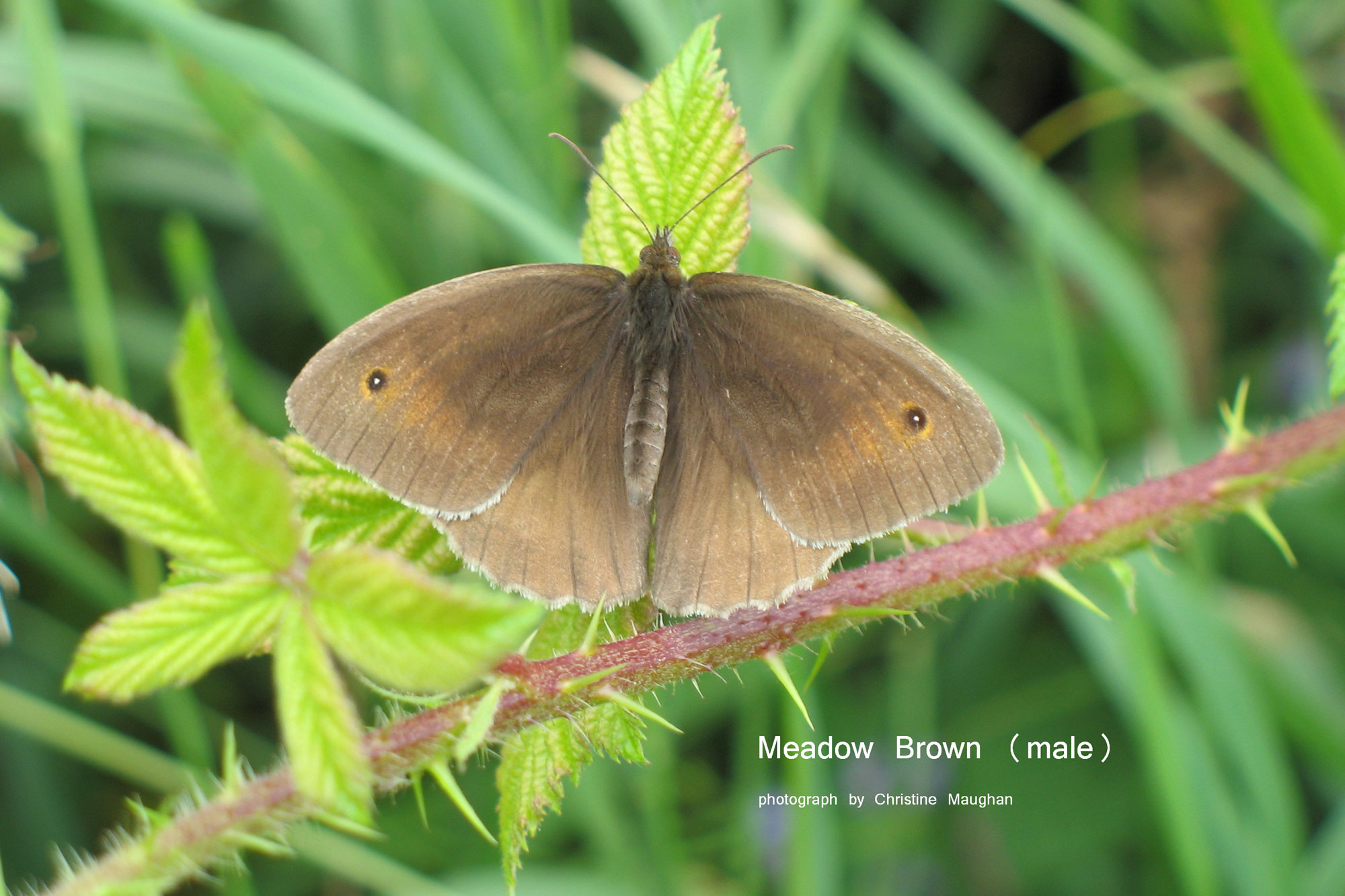 Meadow Brown