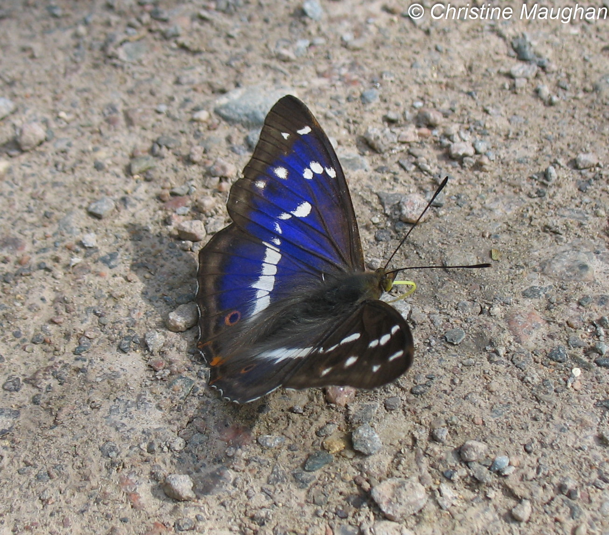 Purple Emperor