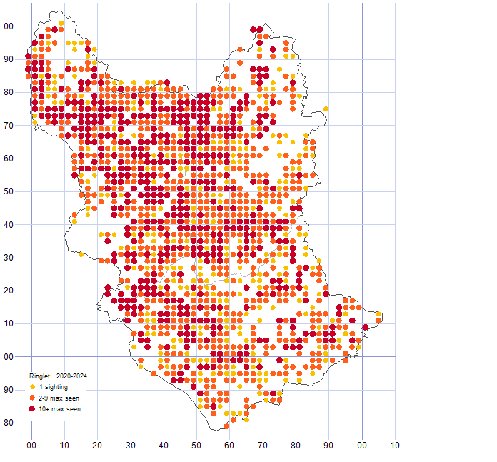 Ringlet distribution map 2020-24