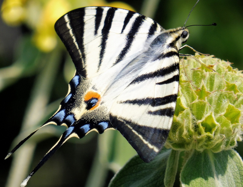 Scarce Swallowtail - Croatia - Marc Whitlock-