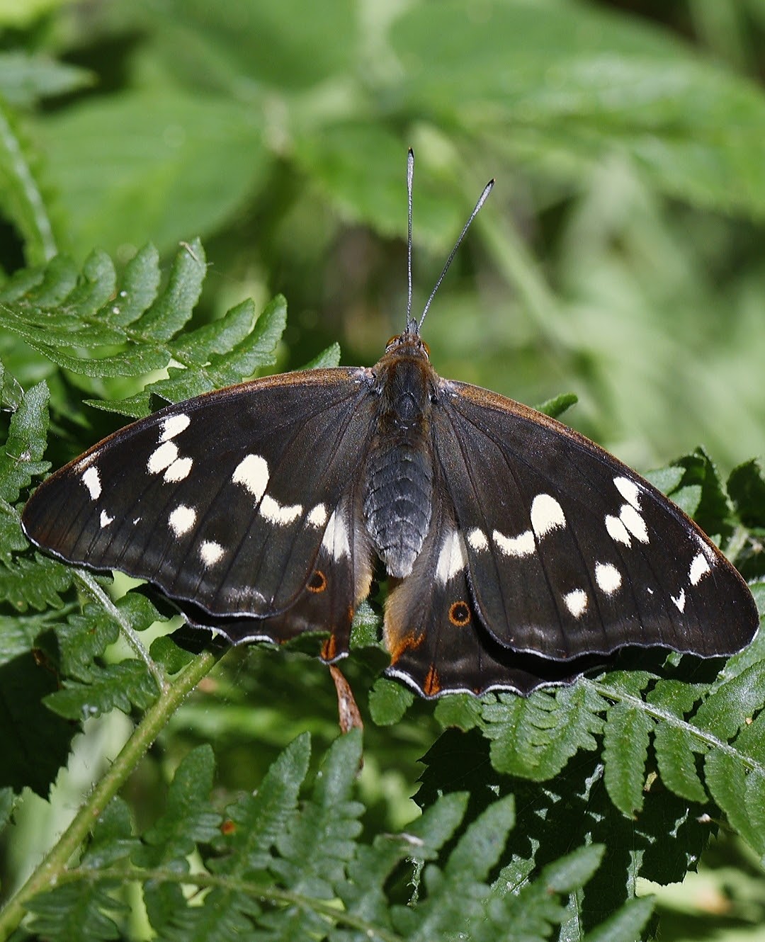 adult female purple emperor