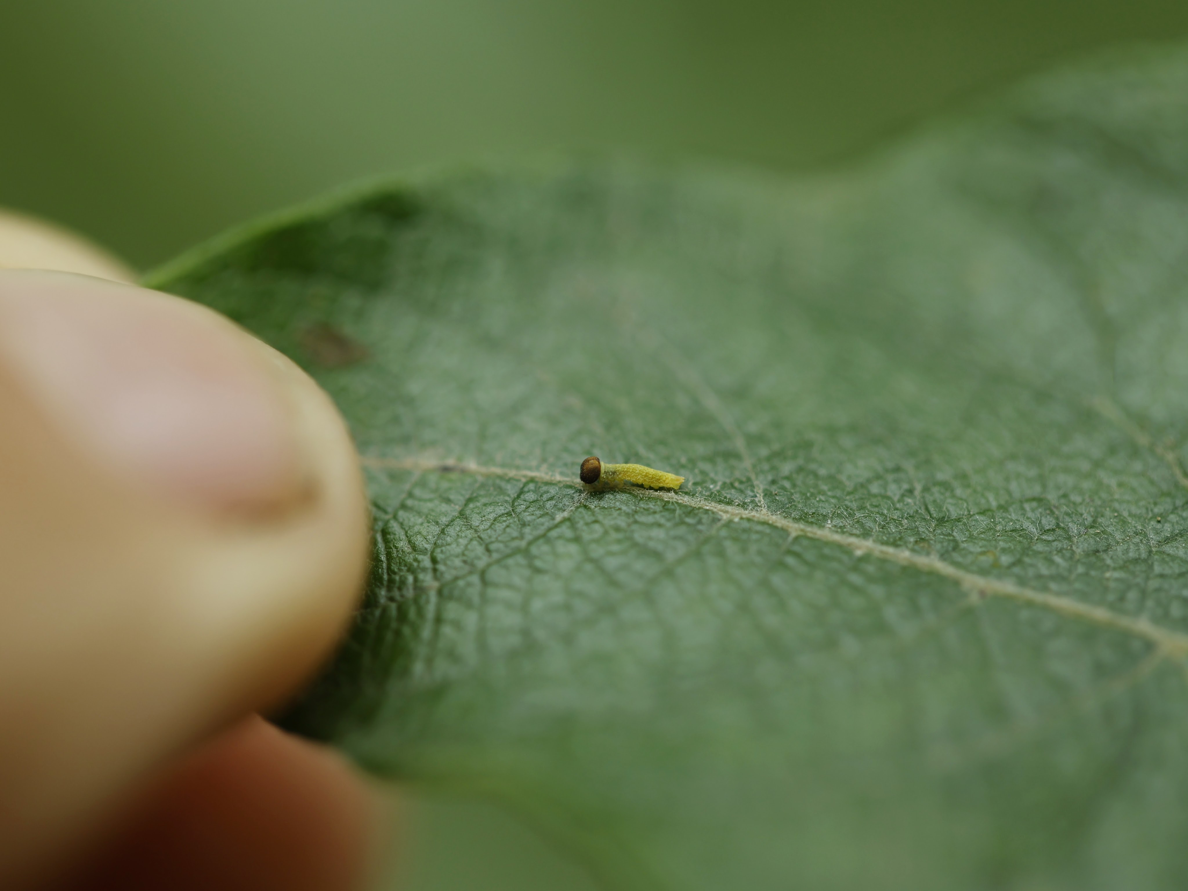 first instar larva