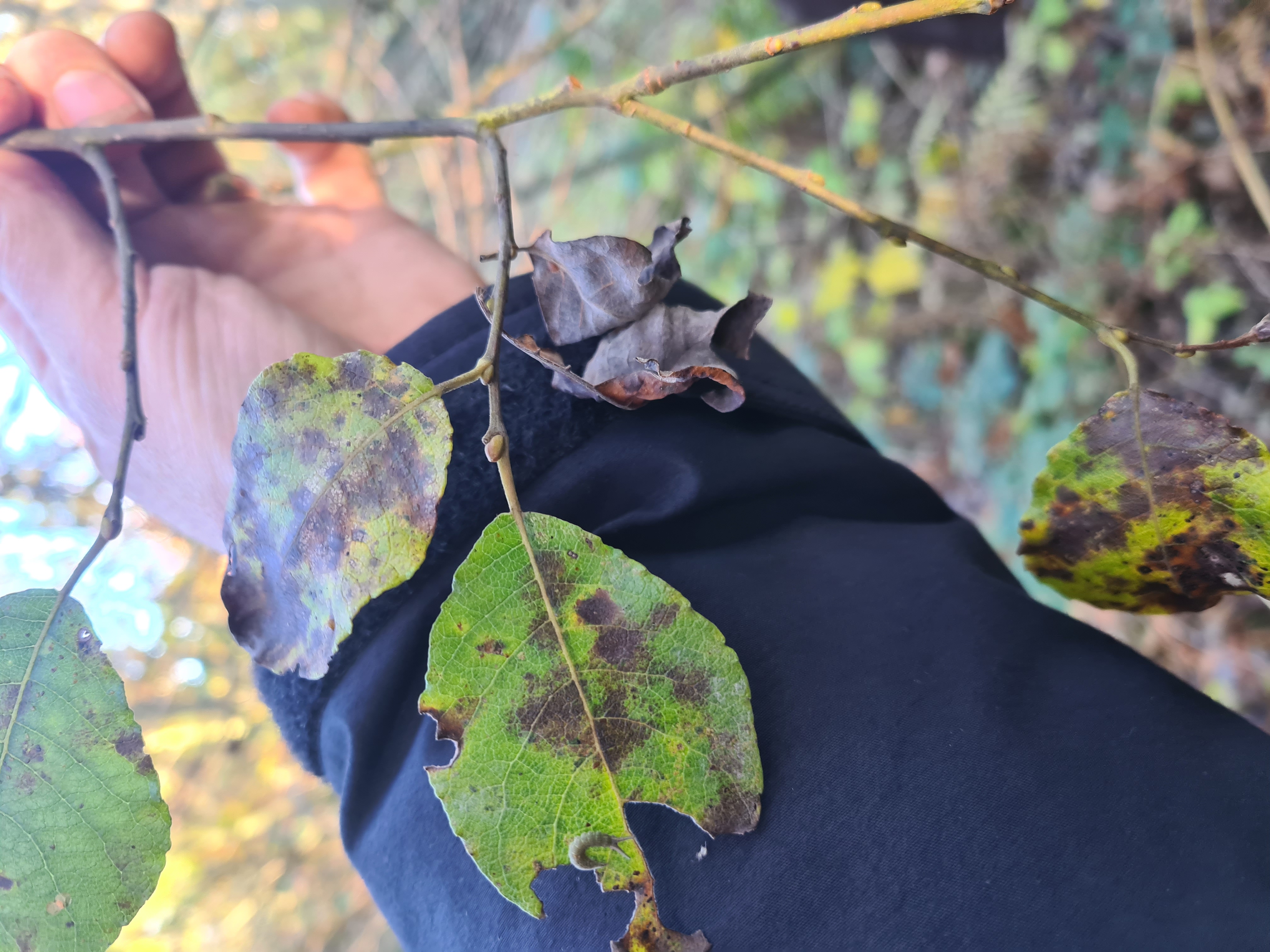 dangle-leaf with larva nearby