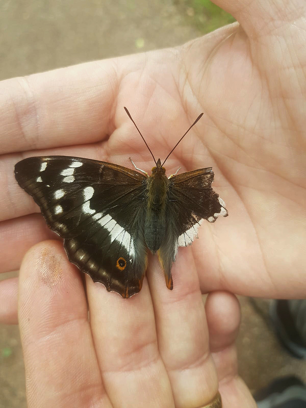 Injured purple emperor