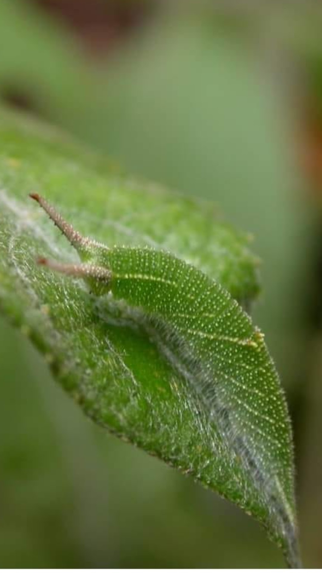 L4 instar larva