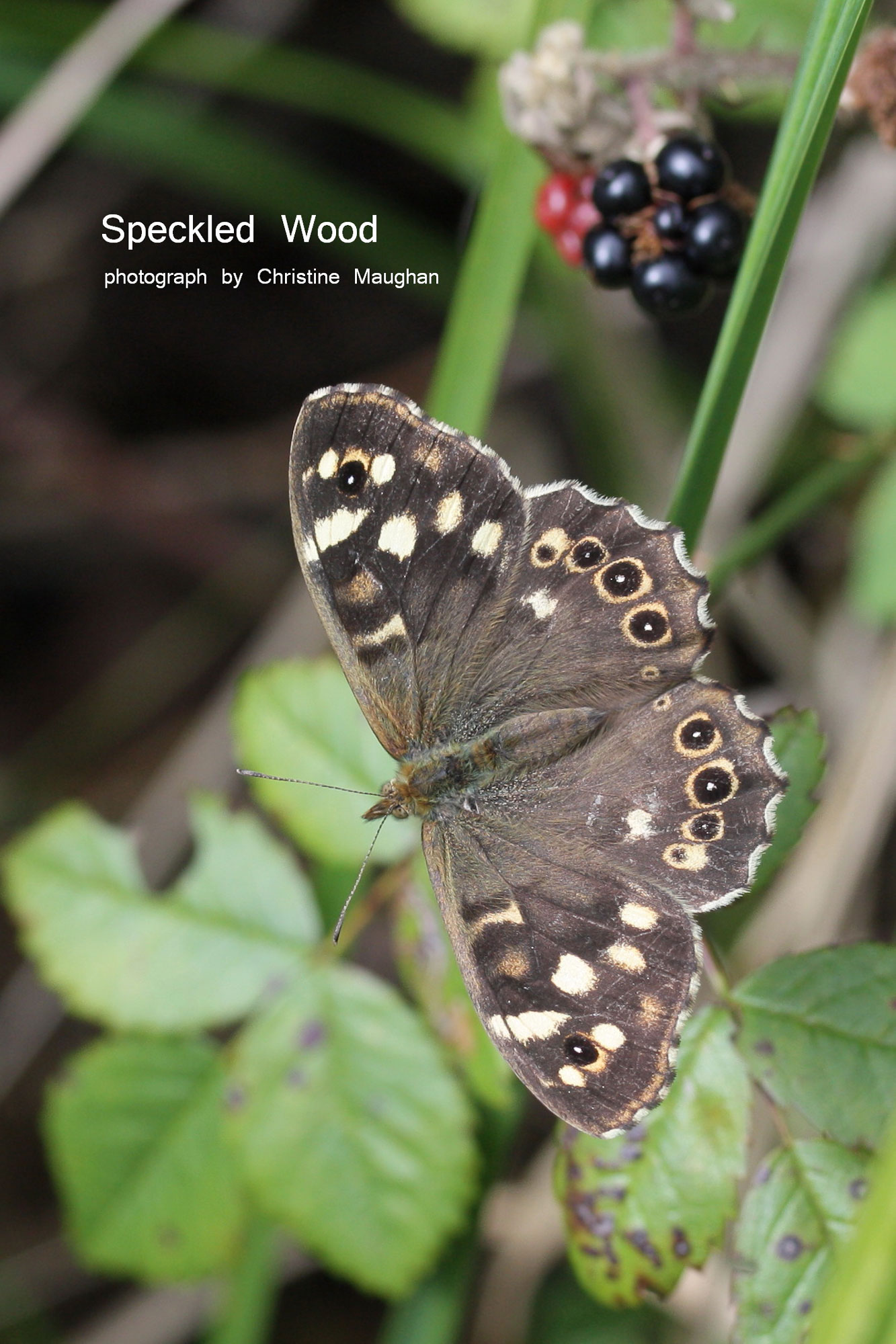  picture of Speckled Wood butterfly